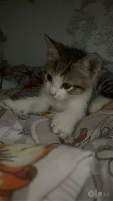 Котята милые бесплатно