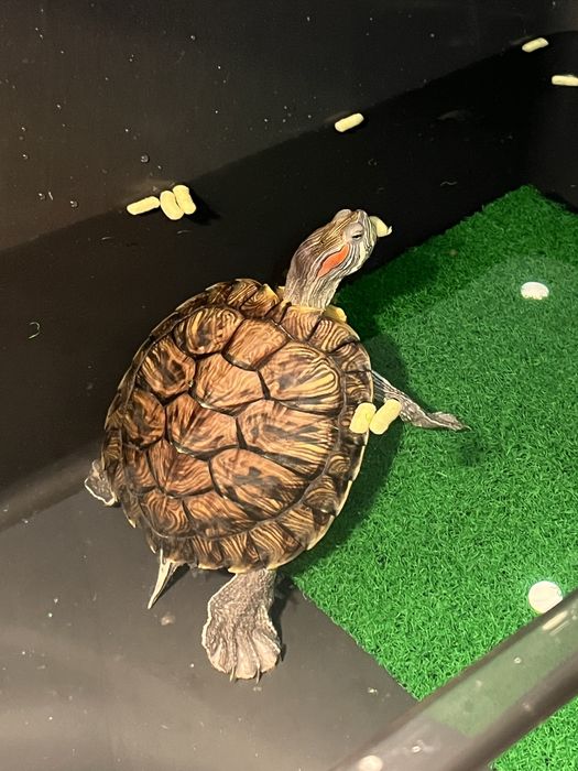 Красноухие черепахи