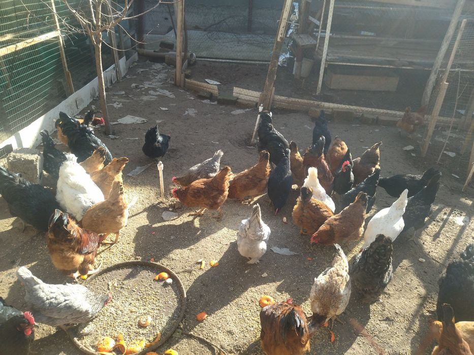 Domashniy tuxum zakazga