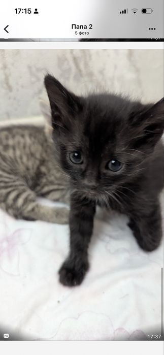 Ласковые Котята 1.5 мес