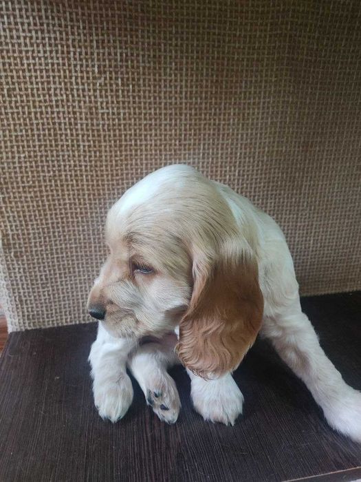 Продаются щенки спаниеля