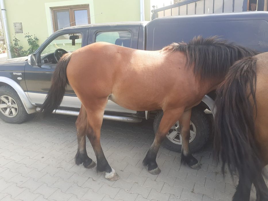 Vând o iapă gestantă  și o mânză