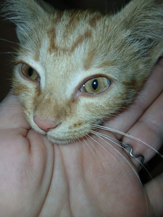 котенок Симба 2 мес.
