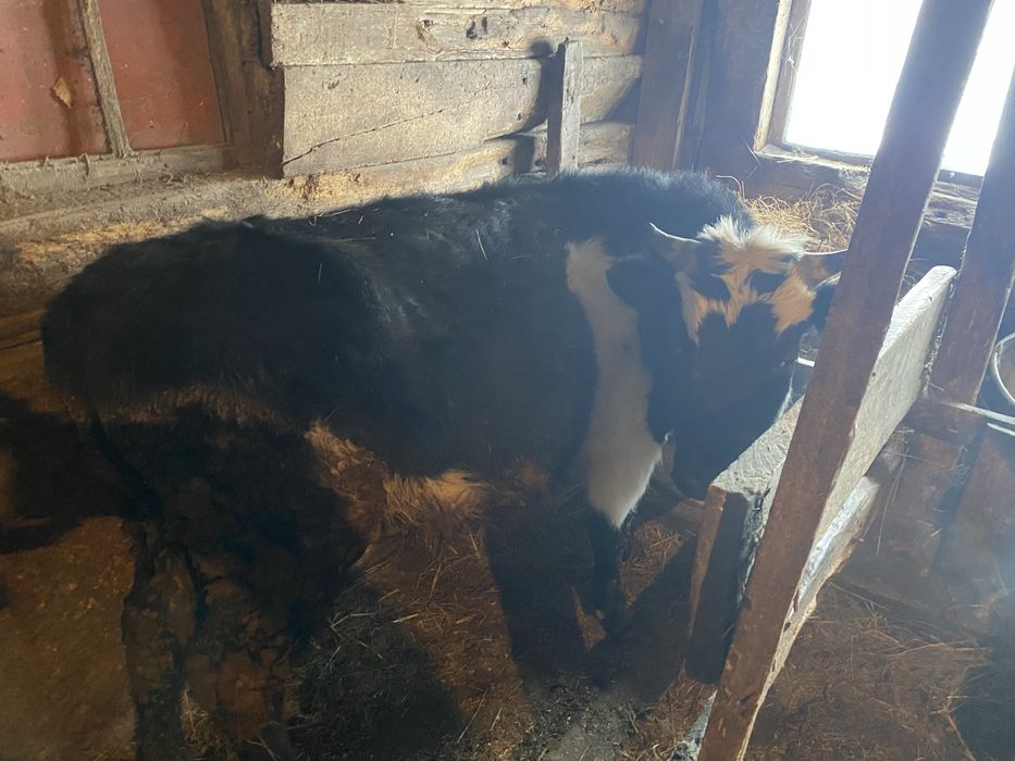 Продам КРС бычков телок