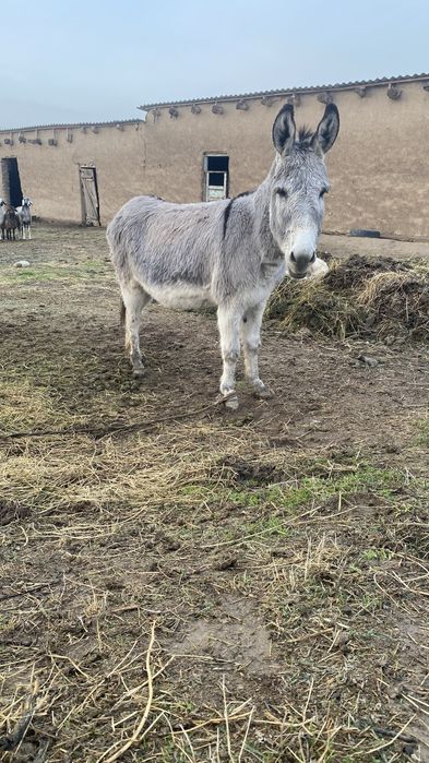 Eshshak sotiladi srochna