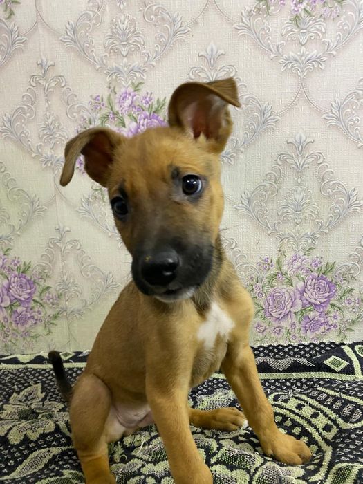 Отдам щенков в добрые руки