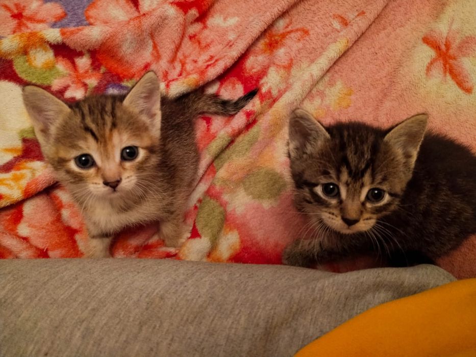 Продам малышей в добрые руки