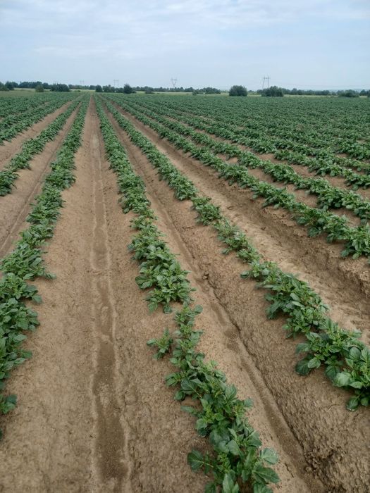 Cartofi de samanta din elita soi riviera