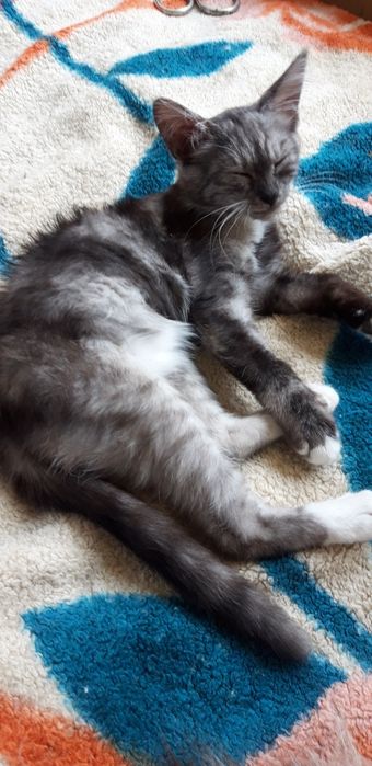 Отдам котят в добрые руки