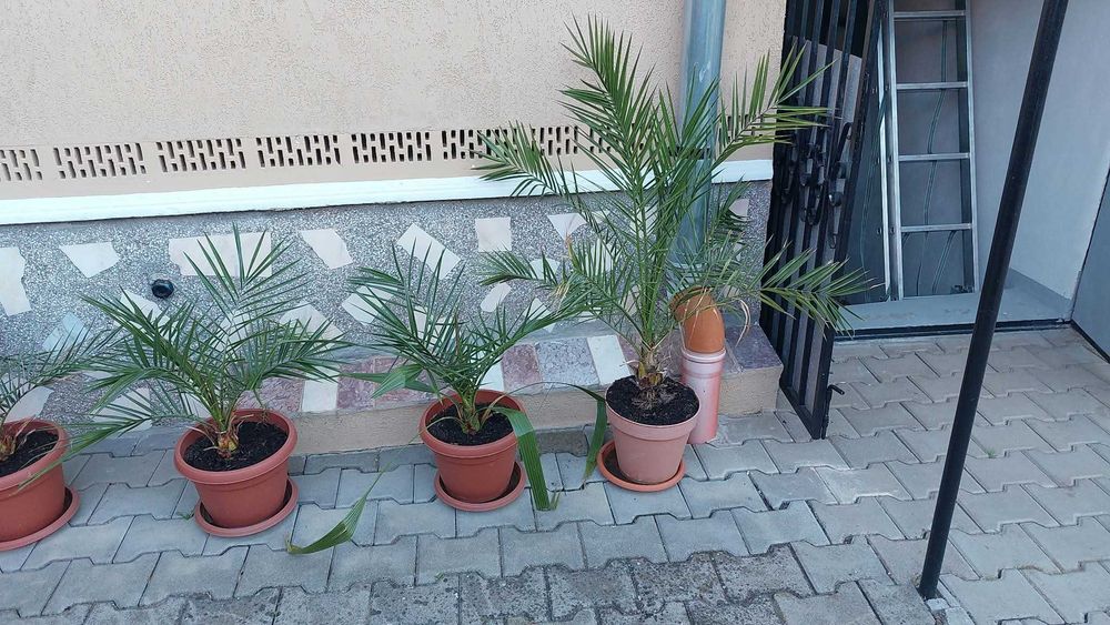 Plante de apartament