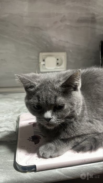 Кошка скотиш фолд