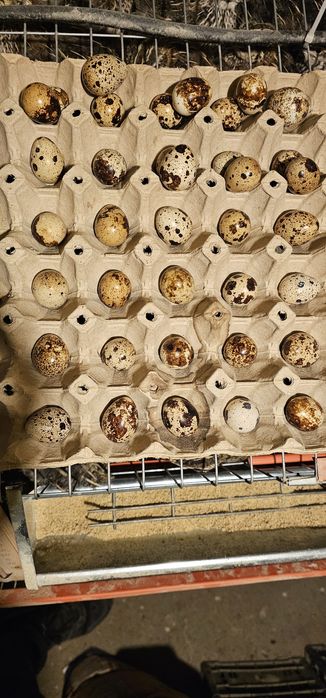 Vand ouă de prepeliță 0.20 lei bucata