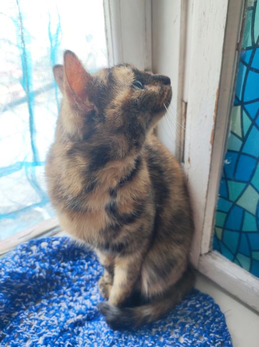 Котёнок для бабушки 5месяцев