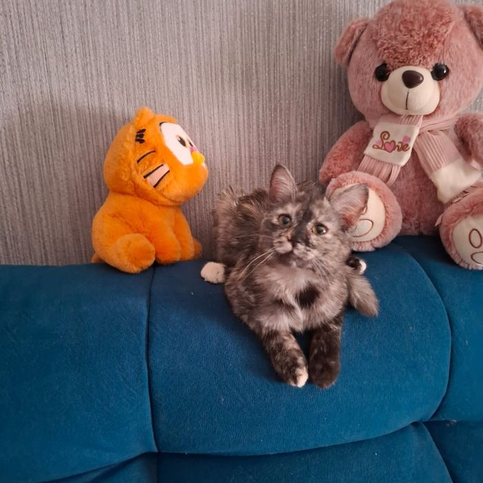 Отдам котенка в хорошие руки