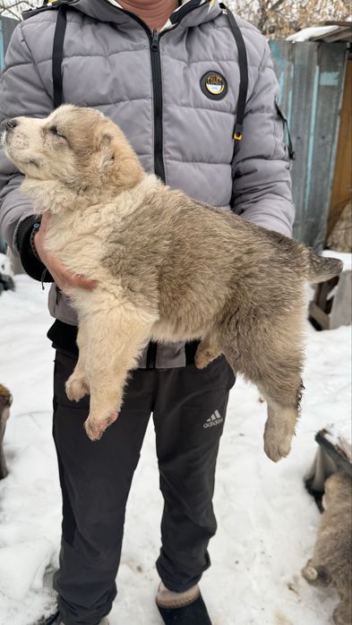 Алабай кобель 1 месяц