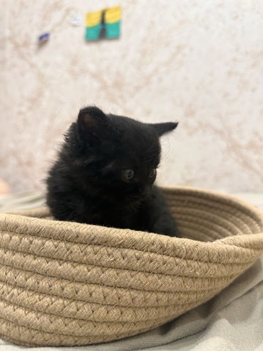 Котята ждут своих хозяев , 3 девочки и 1 мальчик