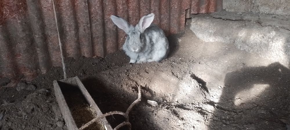 кролики взрослые
