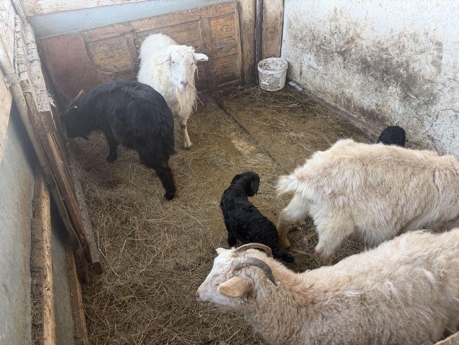 Козы домашние, молочные