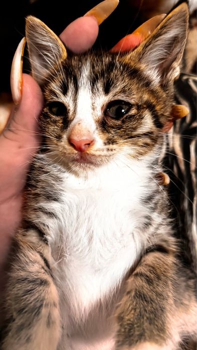 Котята 2 месяца.