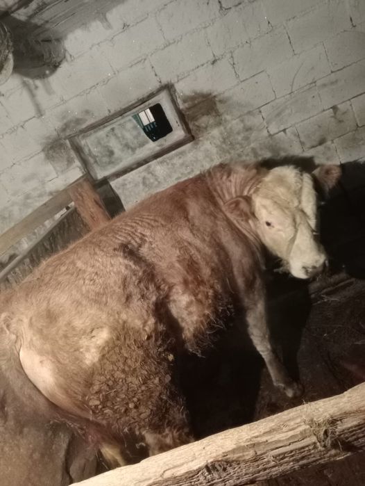 Бычок 1,5 жас, семіз