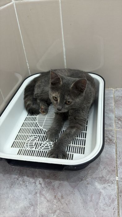 Котенок 4-5месяц