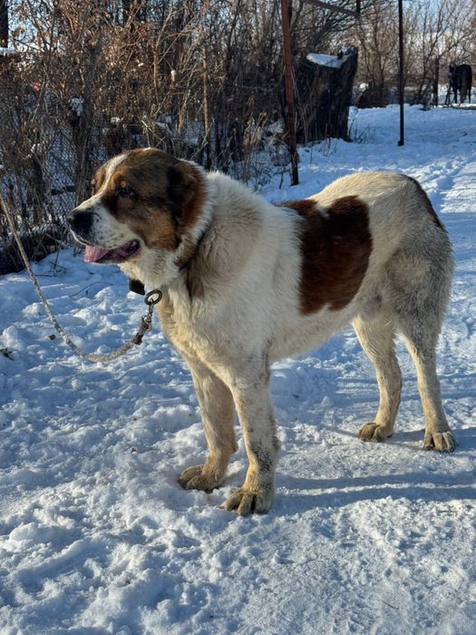 Тяж Тобет ит сатылады