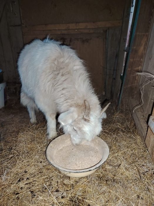 Шыбыш сатылады. Күйі жақсы. Сәуір айында туады. 25 000