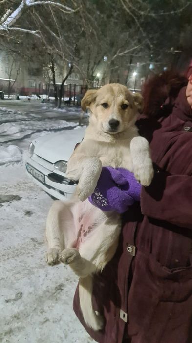 Продам щенка девочку 4 мес.в ответственные руки
