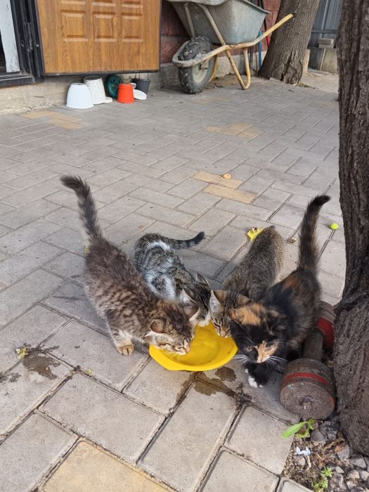 Котята бесплатно