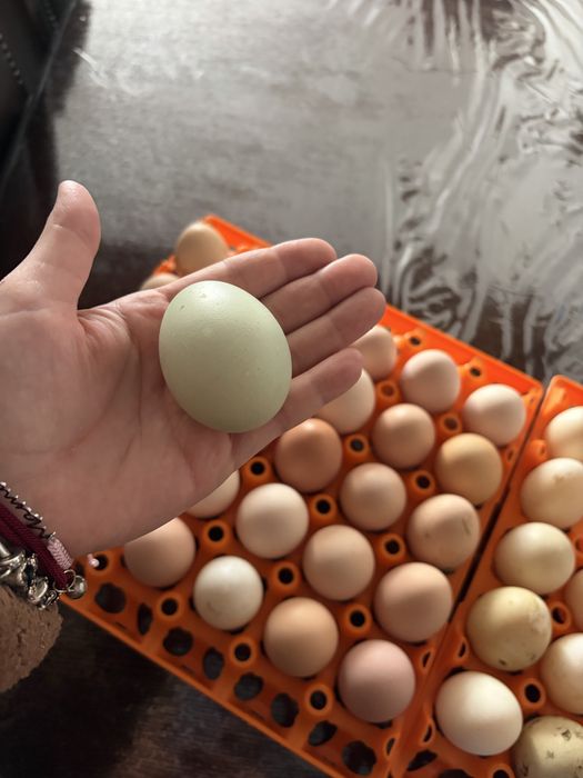 Oua de consum sau incubat gaini si rate