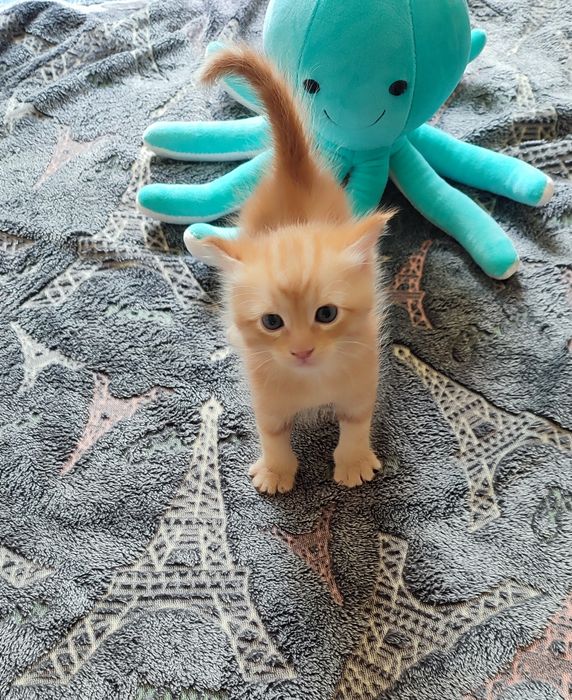 БЕСПЛАТНО!!! Отдам котят в Добрые руки.