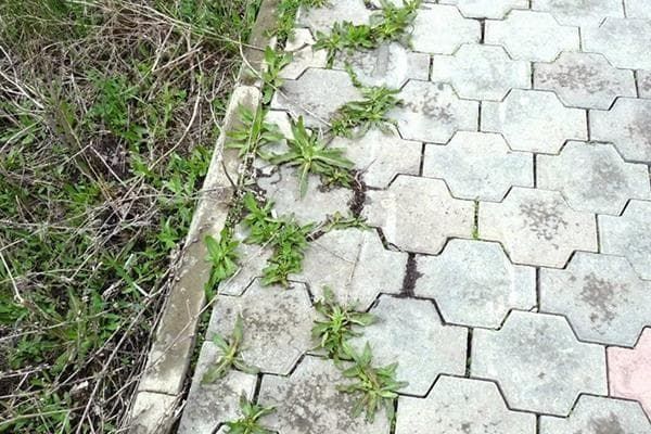 Брусчаткаларни ажрикдан тозалаш хизмати