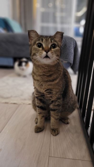 Отдаём кошку в добрые руки