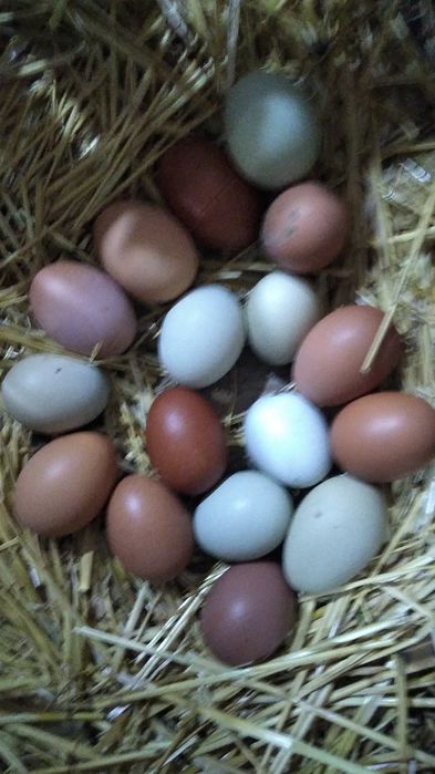 Ouă incubație de la găini de rasă