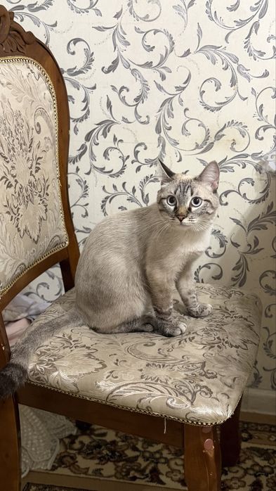 Отдам кота и катенка