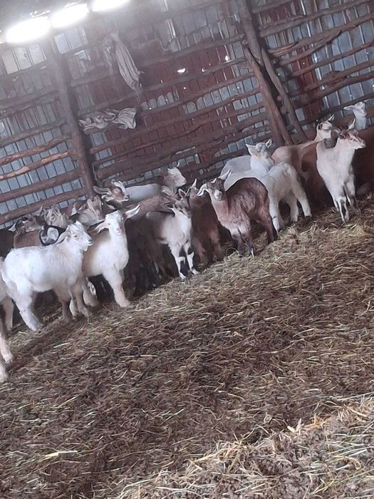 Miei și iezi de vânzare