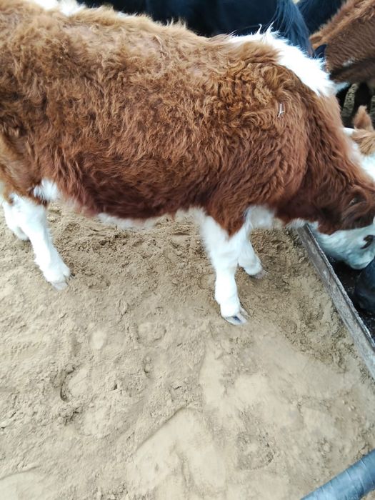 семіз баспак сатылады