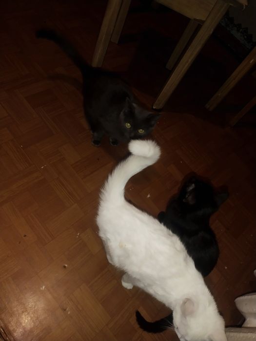 Котята  игровые больше месяца чистые все едят на лоток ходят