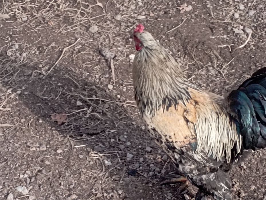 Продам петуха маладой