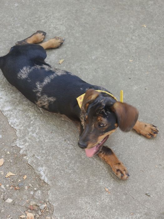 Pui de cățelușă spre adopție  3 luni de dragoste și energie!