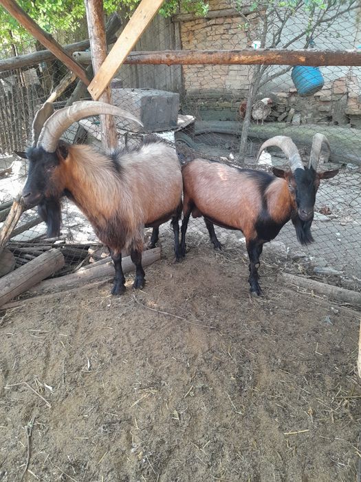 Țapi alpin francez