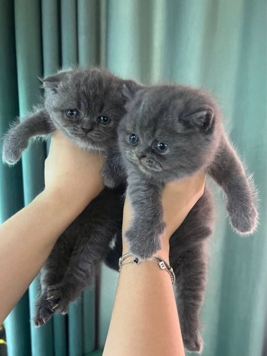 Кошка британская