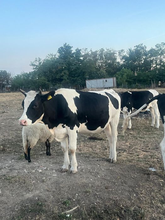 Vând jurinci holstein cu pedigree