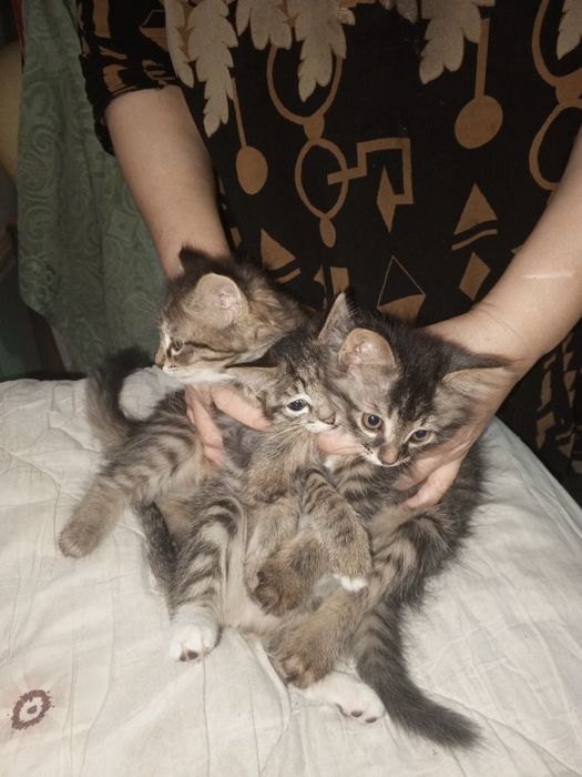 Продается котята и мама сибирская