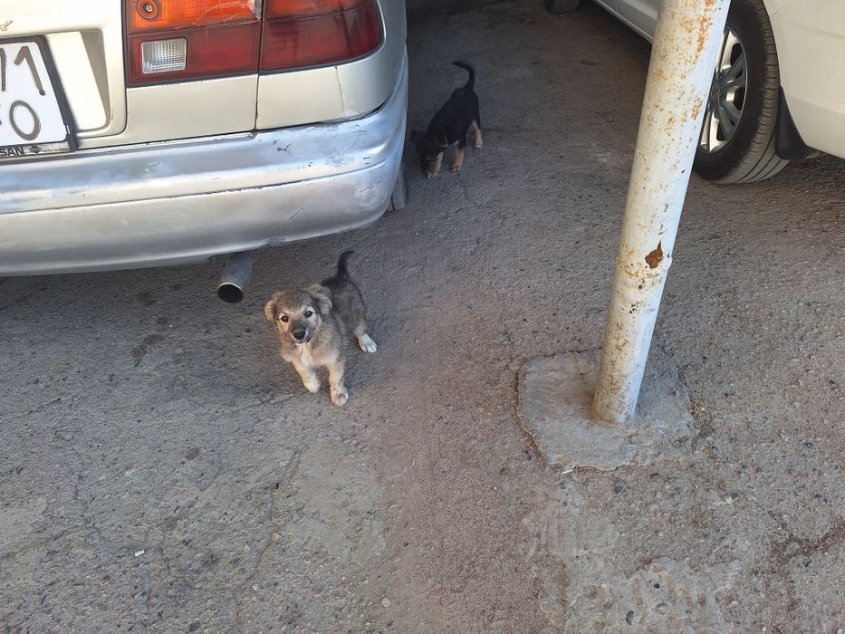 Отличные сторожевой щенки