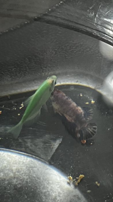 Продам аквариум с рыбками