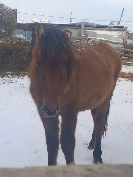 Продам тай.                  .