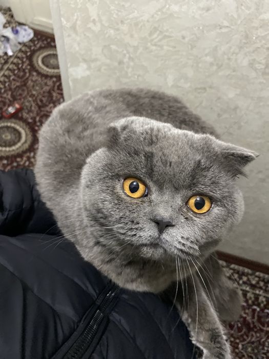 Mushuk sotiladi holati yaxshi semizgina