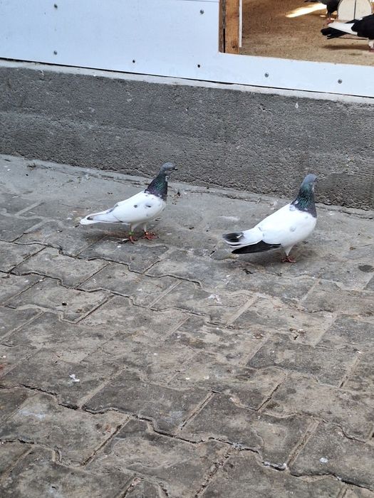 Porumbei zburatori de Budapesta