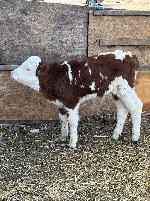 Vitei de rasaa albastru belgian / baltata romaneasca